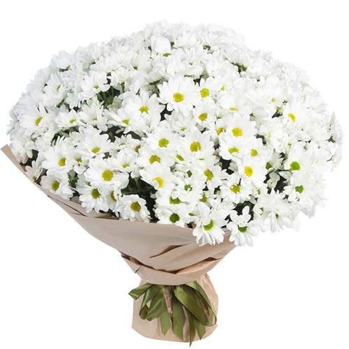 Товар "51 ромашкова хризантема" в Луцьку Фото товара 51 ромашкова хризантема в Луцьку