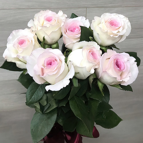 7 імпортних троянд у Луцьку фото