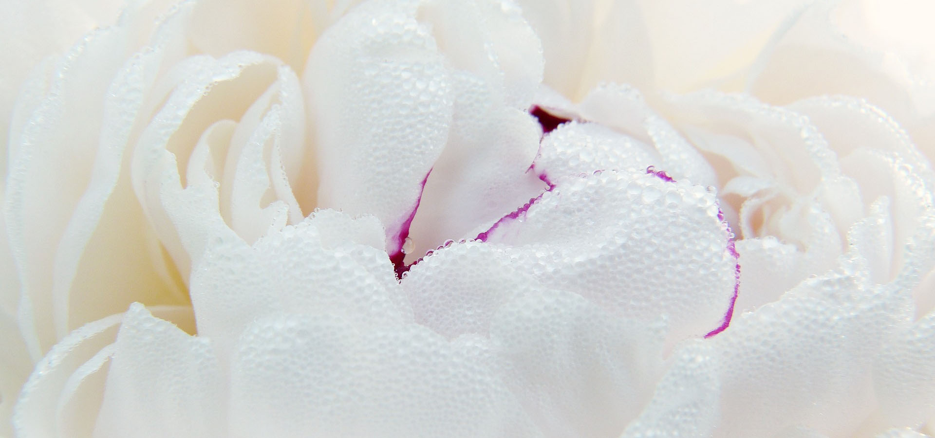 замовлення півонії у Луцьку